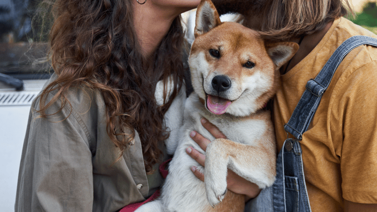 🐕 A new movie for dog lovers