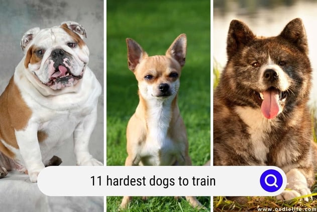 The 11 Hardest Dogs to Train (with Pictures)