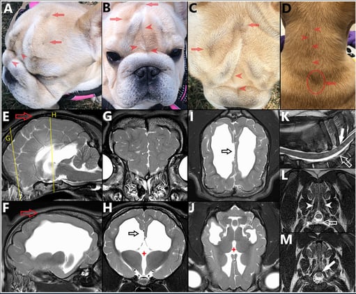 Bulldogs and Bifid Backs: Surgery Offers Hope for Dogs With Spina Bifida and Tethered Cord