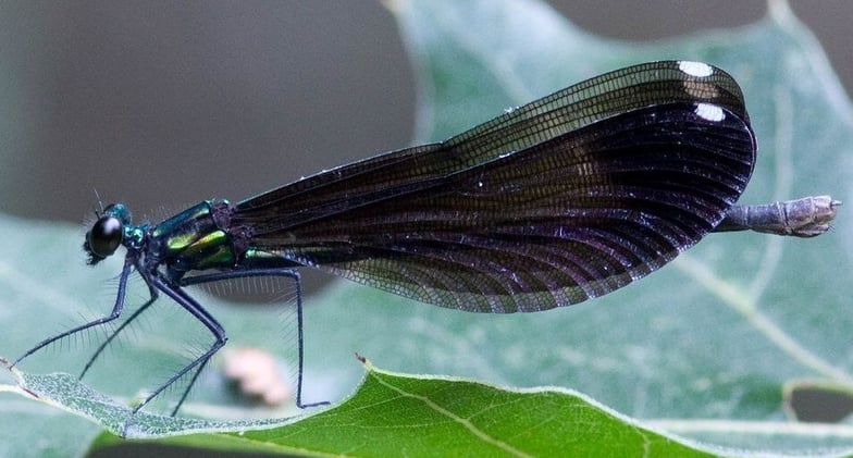 Smoky Mountain Nature Lady Newsletter Vol 1, Issue 5