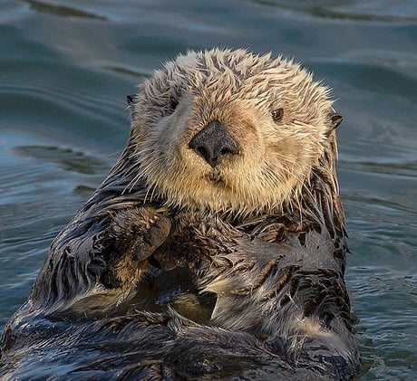 Otters and Their Lifelong Rock Collections