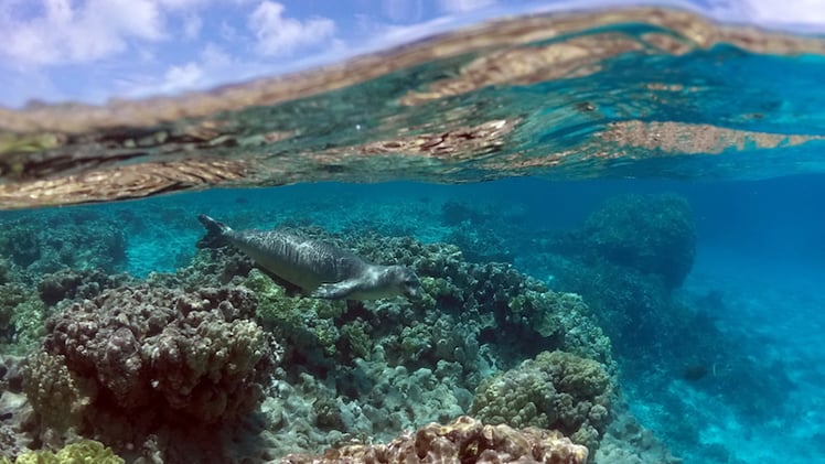 Defend the Endangered Species Act Before It’s Too Late