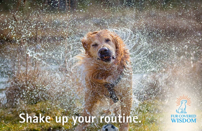 Shake Up Your Routine