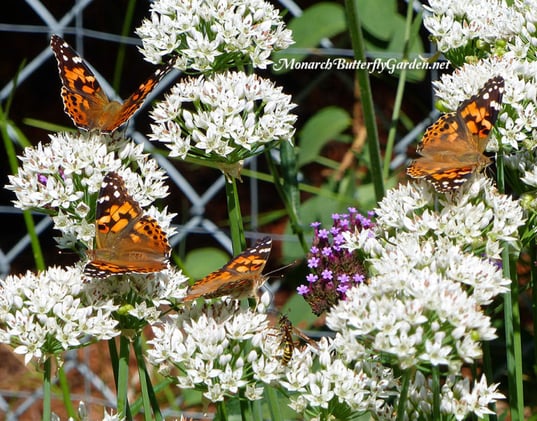  🌿🌻 Milkweed COMPANION Plants❓