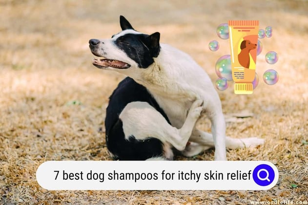 7 Best Dog Shampoos for Itchy Skin Relief (2024)