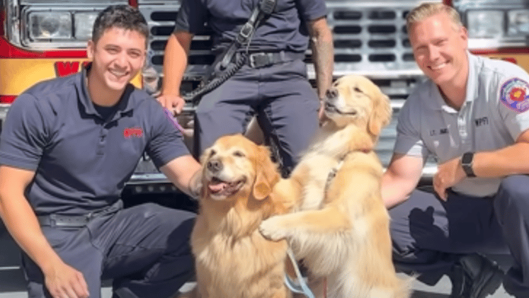 Therapy dogs visit NY firefighters 🐾