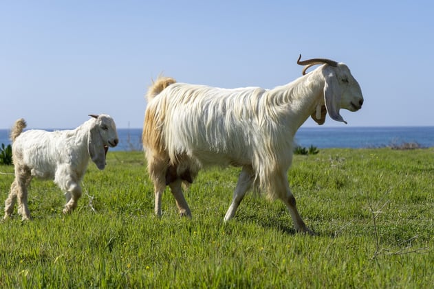 Follow Him Immediately