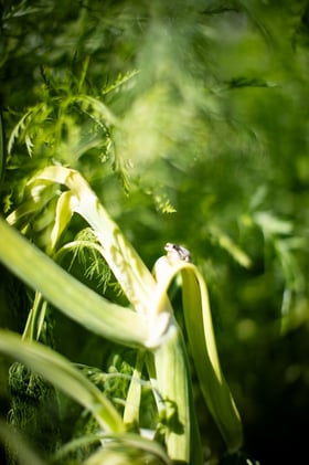 Growing Mondays: a great collective