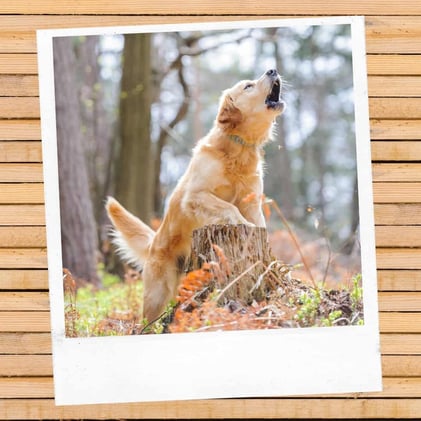 Best Animal Shelters In Louisiana [Dog Rescues]
