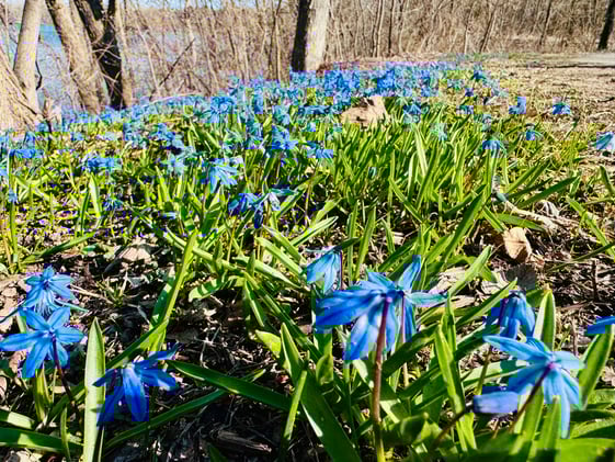 Learning With the Land: Earth Day, Turkeys, Tree Climbing, Puerto Rican Screen Printing, Blood, Irish Plant Medicine 