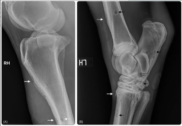 Hidden in the Bones: Widespread Osteolysis Reveals a Rare Manifestation of Equine Sarcoidosis