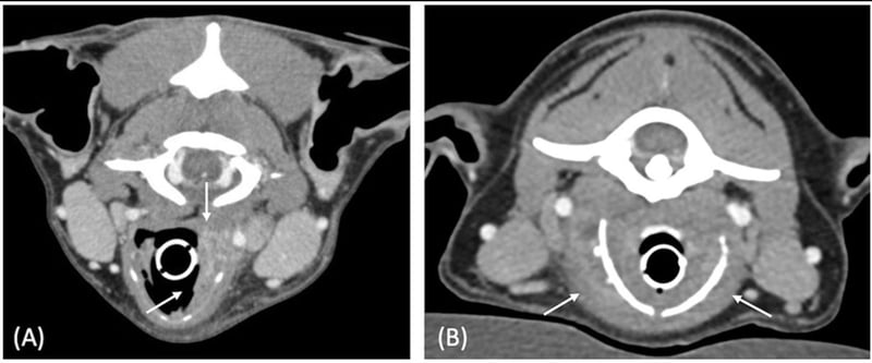 🐾 New CT Clues: Differentiating Inflammatory vs Neoplastic Laryngeal Masses in Dogs