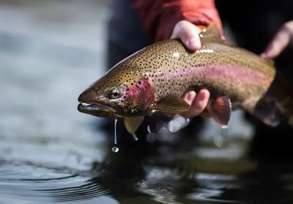 Trout Won’t Stand a Chance After This Guide