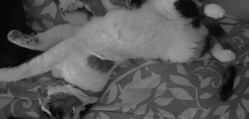 Seedance, Spider-Noir, Muppets and More!