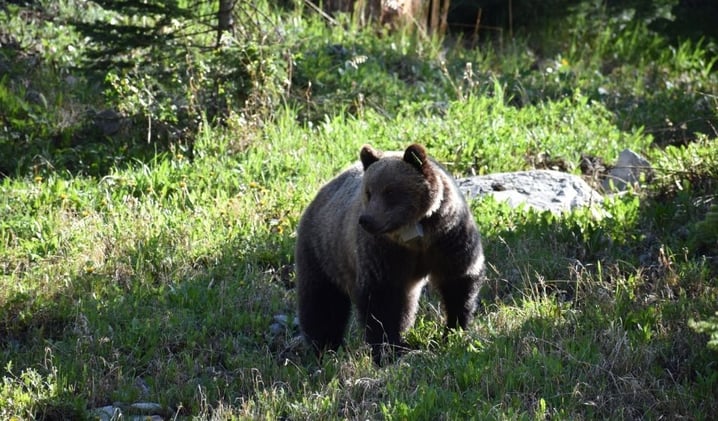 🐻 The Cost of a Bear Selfie