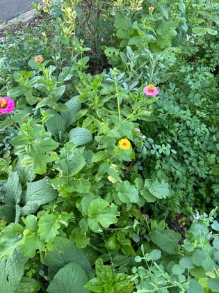 orders are open + reflections from the field + about the near future