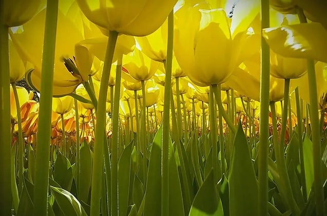 Las increíbles imágenes ganadoras del concurso National Geographic para niños
