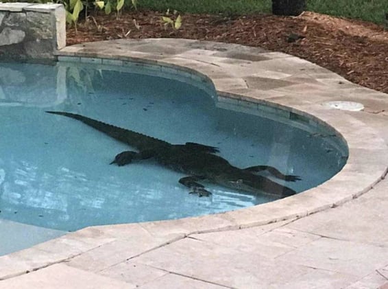 Huge Alligator Turns Up in Naples Resident's Backyard Pool 