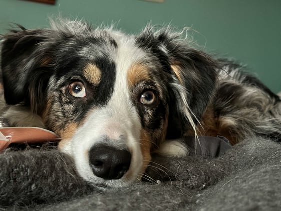 🐕 These common foods can be dangerous for dogs