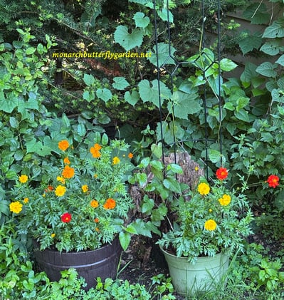 🌼 Bright Lights and Flames in the Garden 🌼 😍