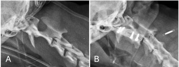 A Breakthrough in Canine Spine Surgery: New Technique Shows 93% Success Rate in Atlantoaxial Stabilization