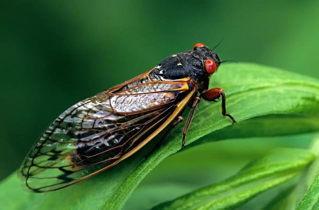 Cicada Armageddon