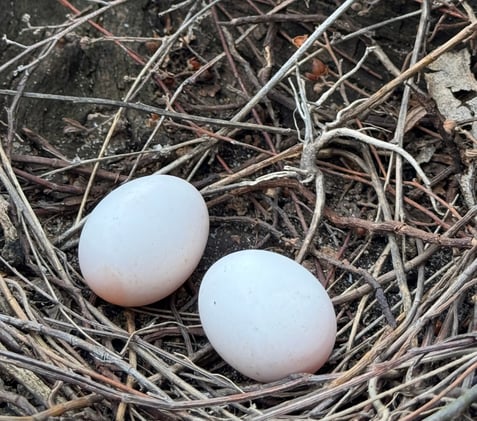 Ask For What You Need: Eggs, Intention, Defiance, Migrant Rights, Bird Walks, May Day, and Queer Joy Parties