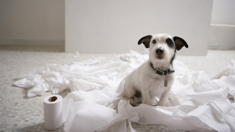 🐕 The toilet paper trick dogs love