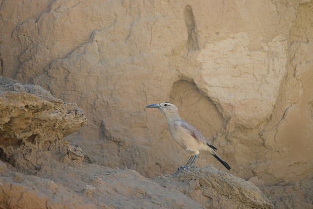 Meet us in the UK at Global BirdFair 2025