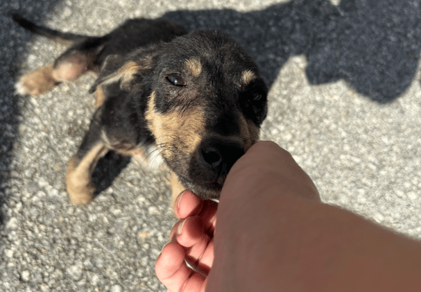 The Year of The Boonies 