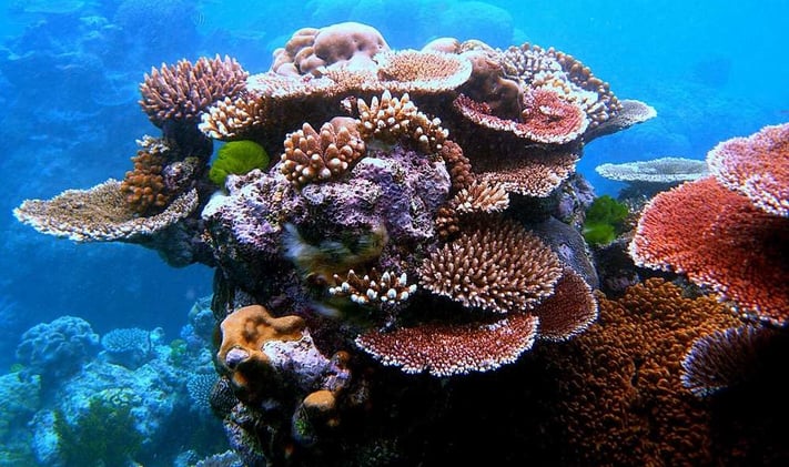 Small AI Boats Scout Perfect Coral Habitat 🚤