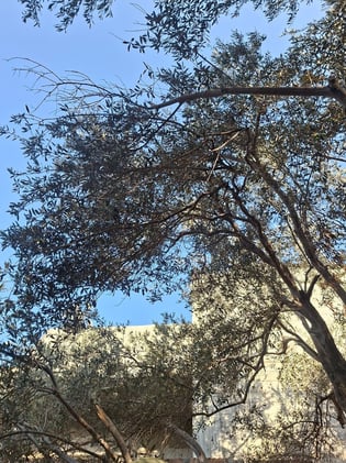 The Gaza I passed by