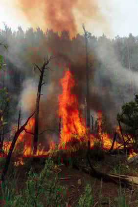 Clearing The Ashes: Trump Moves To Fast Track Recovery After Los Angeles Wildfires