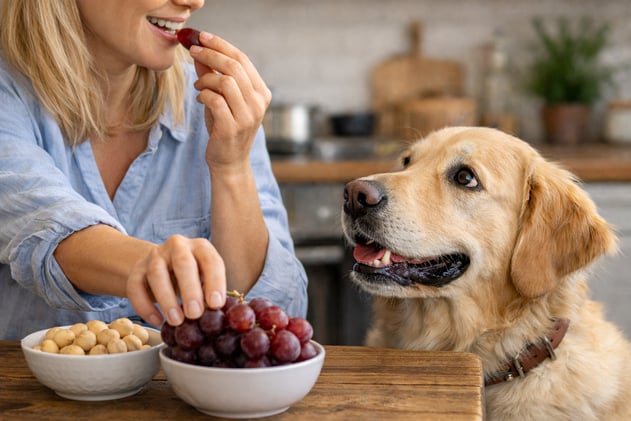 Which Human Foods Are Dangerous for Dogs? 