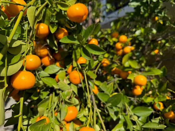 Canto CDXXV: The Cure of the Calamansi