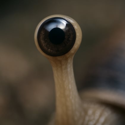 How Snails Could Regrow Human Eyes