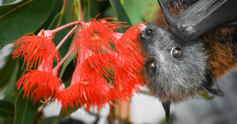 "A death sentence": Bat pups on the Bass Coast lose out to NYE fireworks