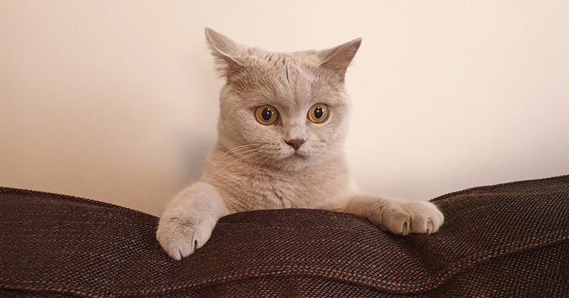Games that cats love