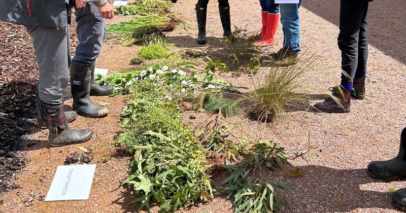 What is a Plant Succession