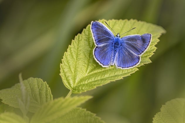 From Caterpillar to Butterfly: The Power of Personal Reinvention
