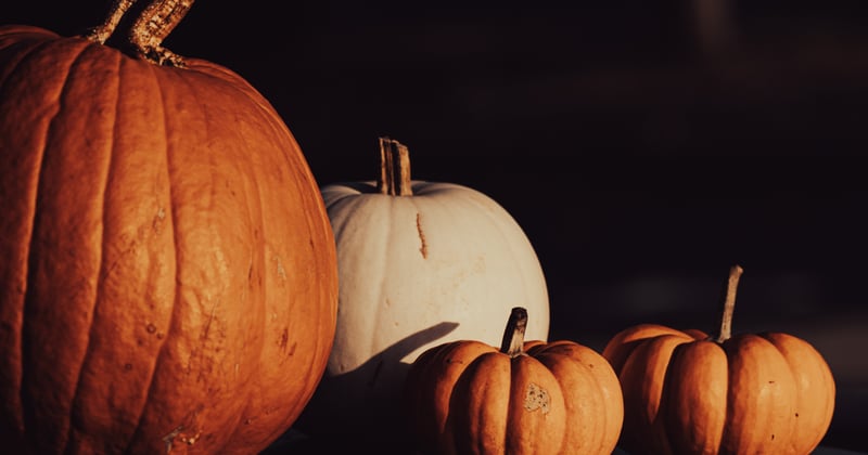 🎃 Frederick Buzz: Halloween Fun, Local Legends & Cozy Finds