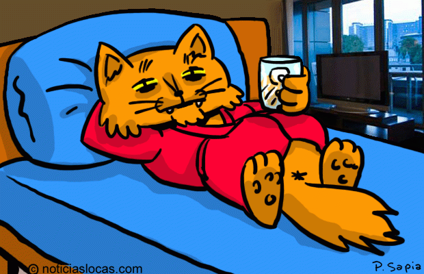 Inauguran el primer hotel 5 estrellas del mundo para gatos