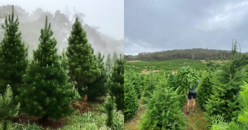 Where to get a real Christmas tree around the North Shore