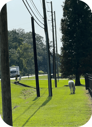 LETTER 3: Upcoming Releases & The Stallion Savior