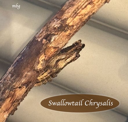 Swallowtail EXPERIMENT Continues