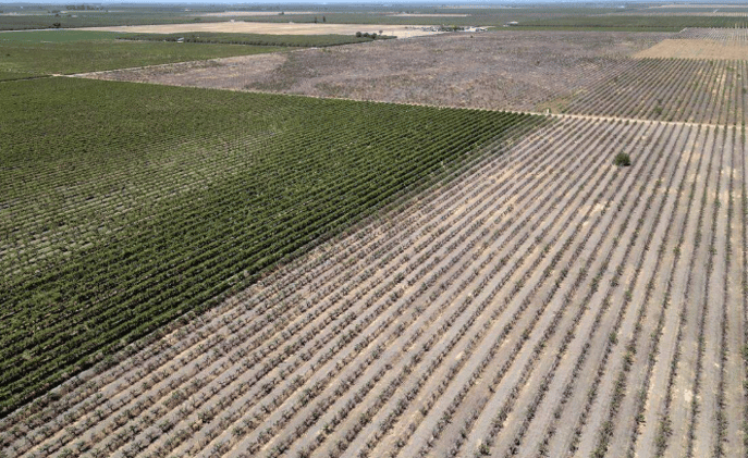 San Joaquin Valley farmers face wine industry downturn. Vineyards being abandoned // Gen Z consumers re-engaging with alcohol 