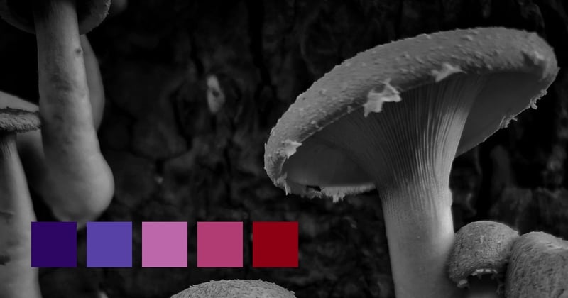 Different Levels Of Maturity