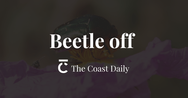 🗞️ Beetle off