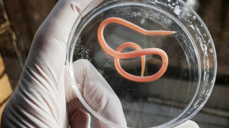 🔬🪱Hurry! Enter the Haunting World of Parasitology! 🪱