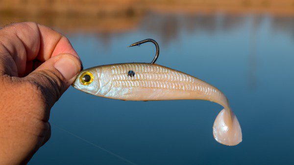 Berkley Powerbait Swim Shad Review By Jason Sealock